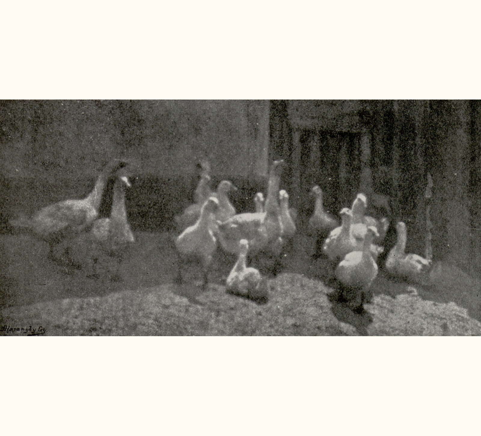 1906 Fifty-first Annual Exhibition of the Royal Photographic Society of Great Britain
