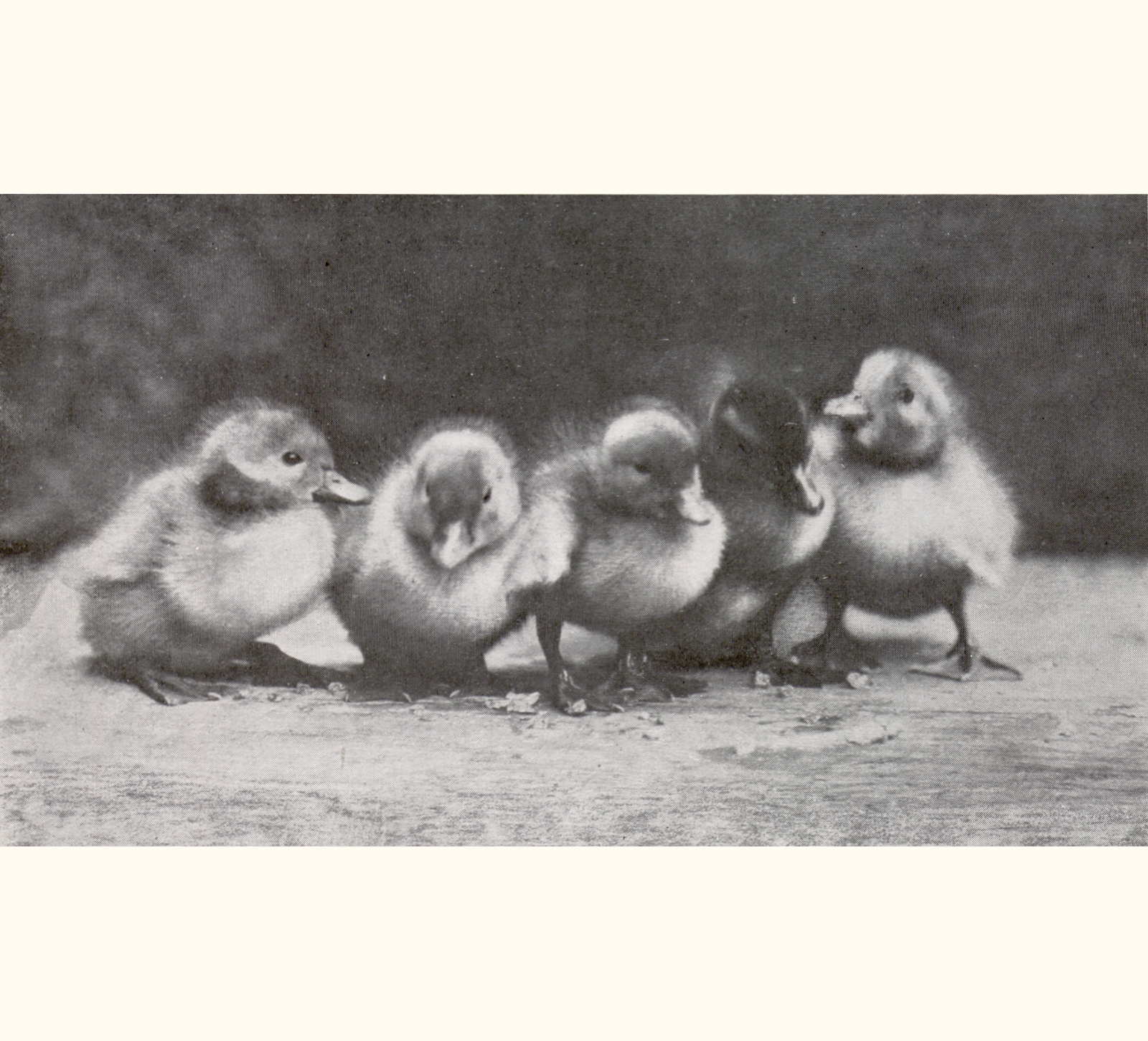 1908 Fifty-third Annual Exhibition of the Royal Photographic Society of Great Britain
