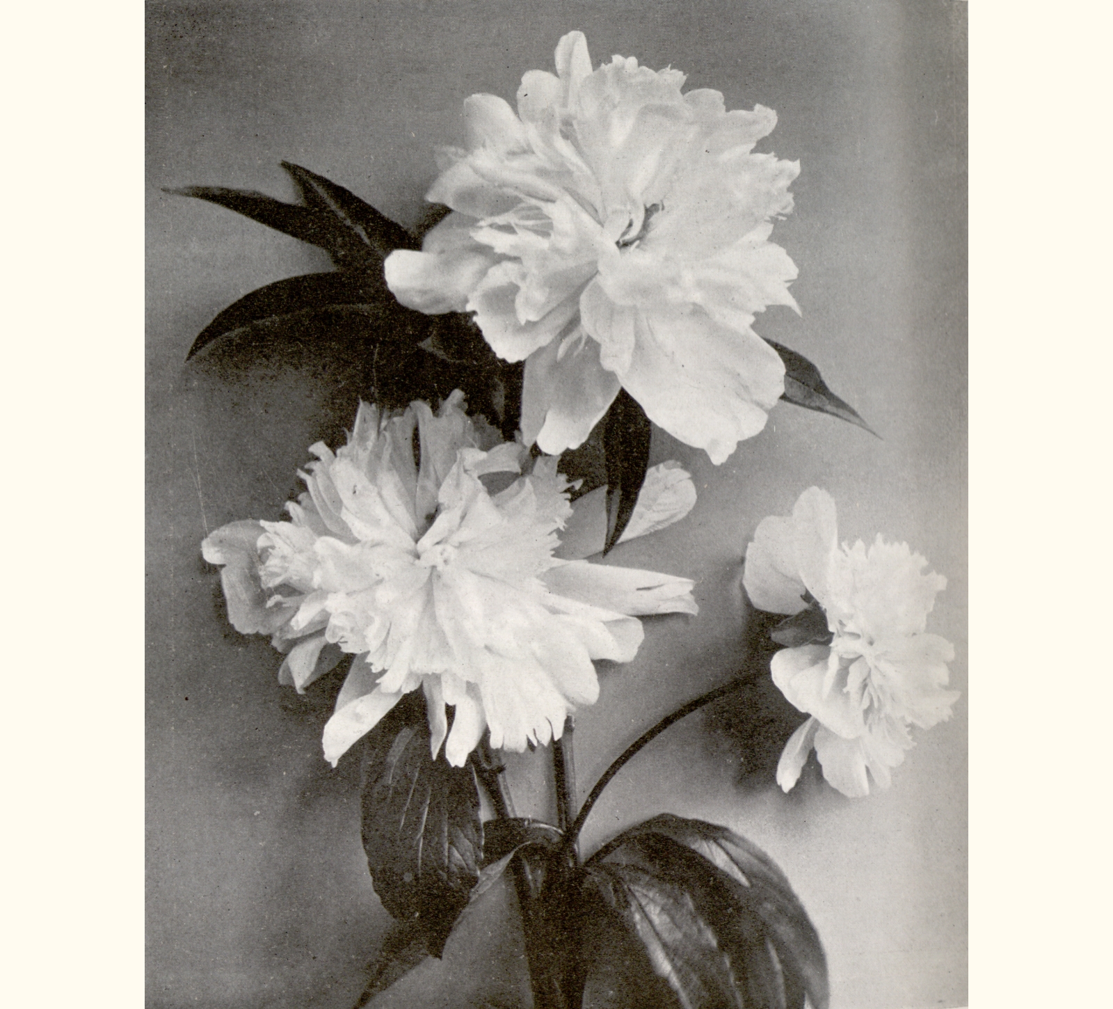 1909 Fifty-fourth Annual Exhibition of the Royal Photographic Society of Great Britain