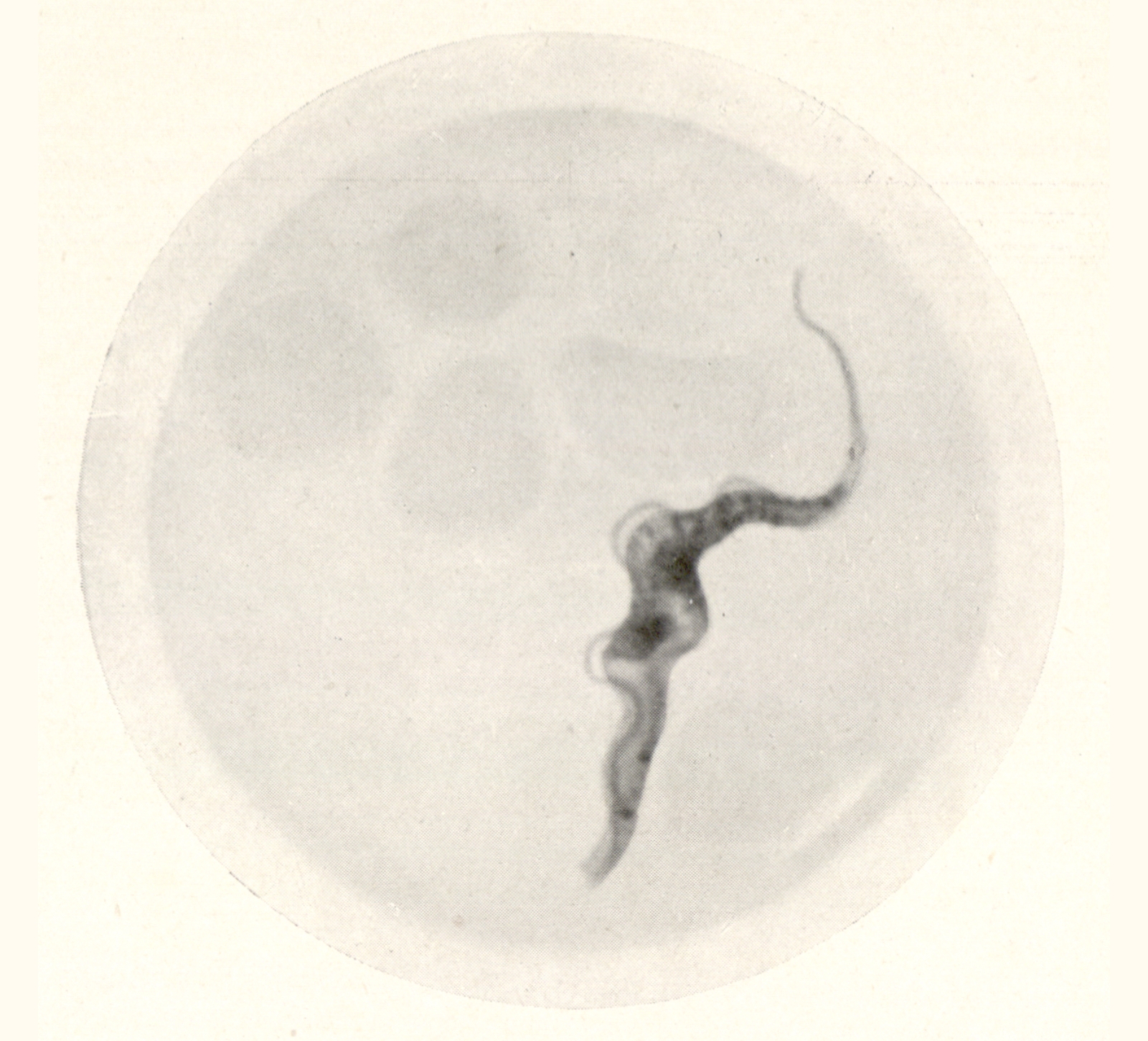 1910 Fifty-fifth Annual Exhibition of the Royal Photographic Society of Great Britain