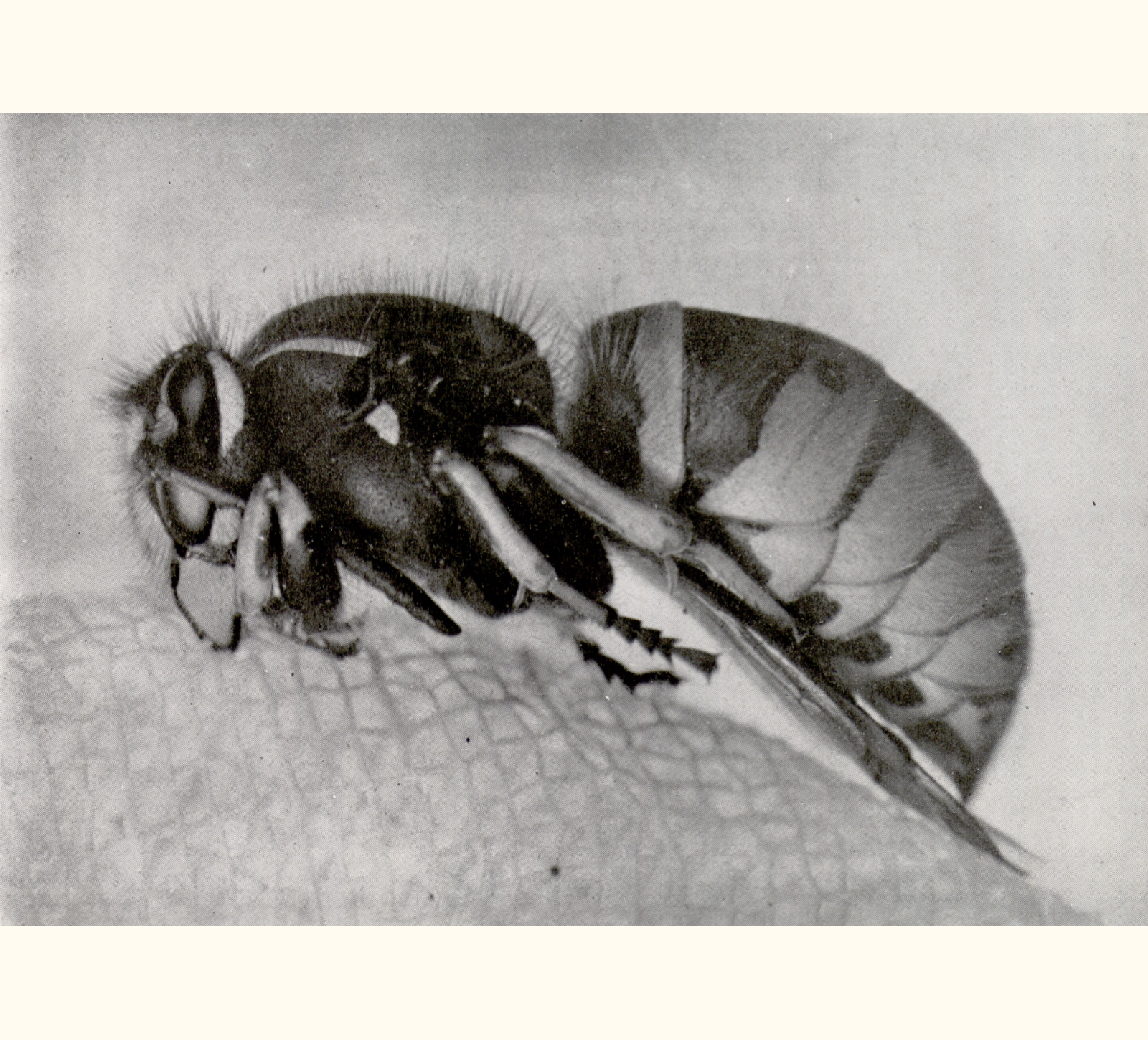 1910 Fifty-fifth Annual Exhibition of the Royal Photographic Society of Great Britain