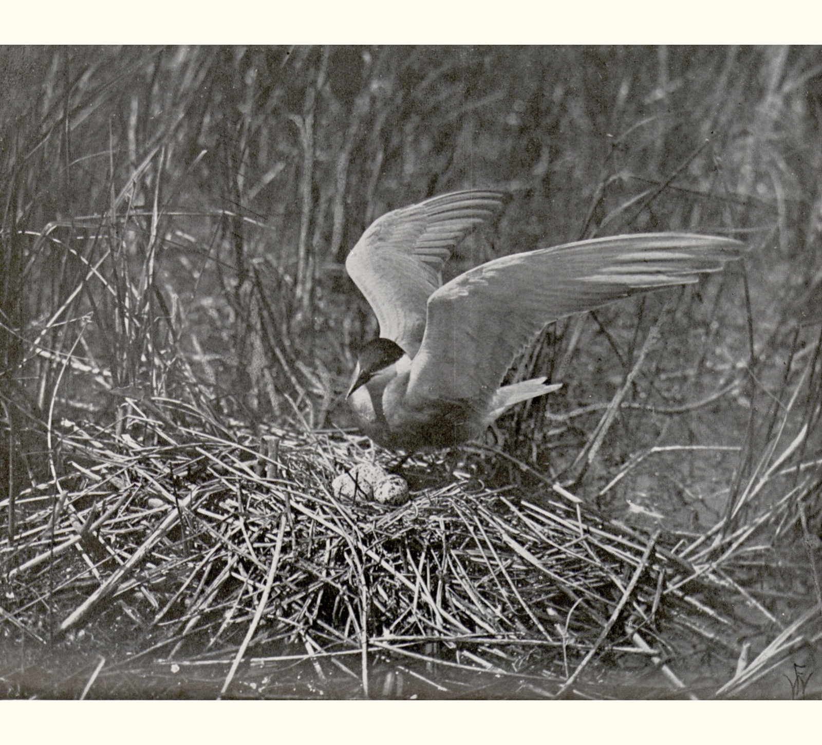 1910 Fifty-fifth Annual Exhibition of the Royal Photographic Society of Great Britain
