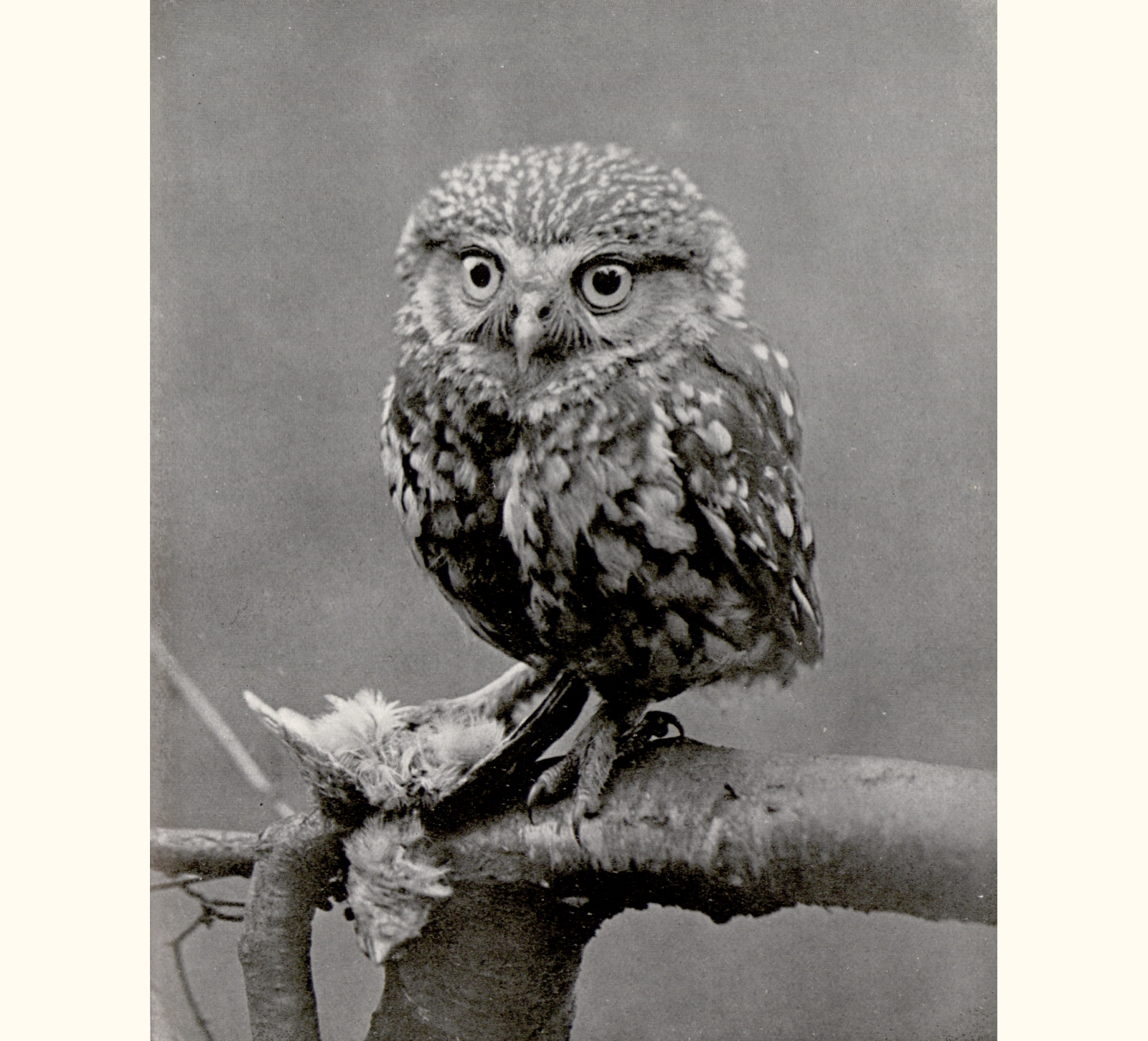 1910 Fifty-fifth Annual Exhibition of the Royal Photographic Society of Great Britain