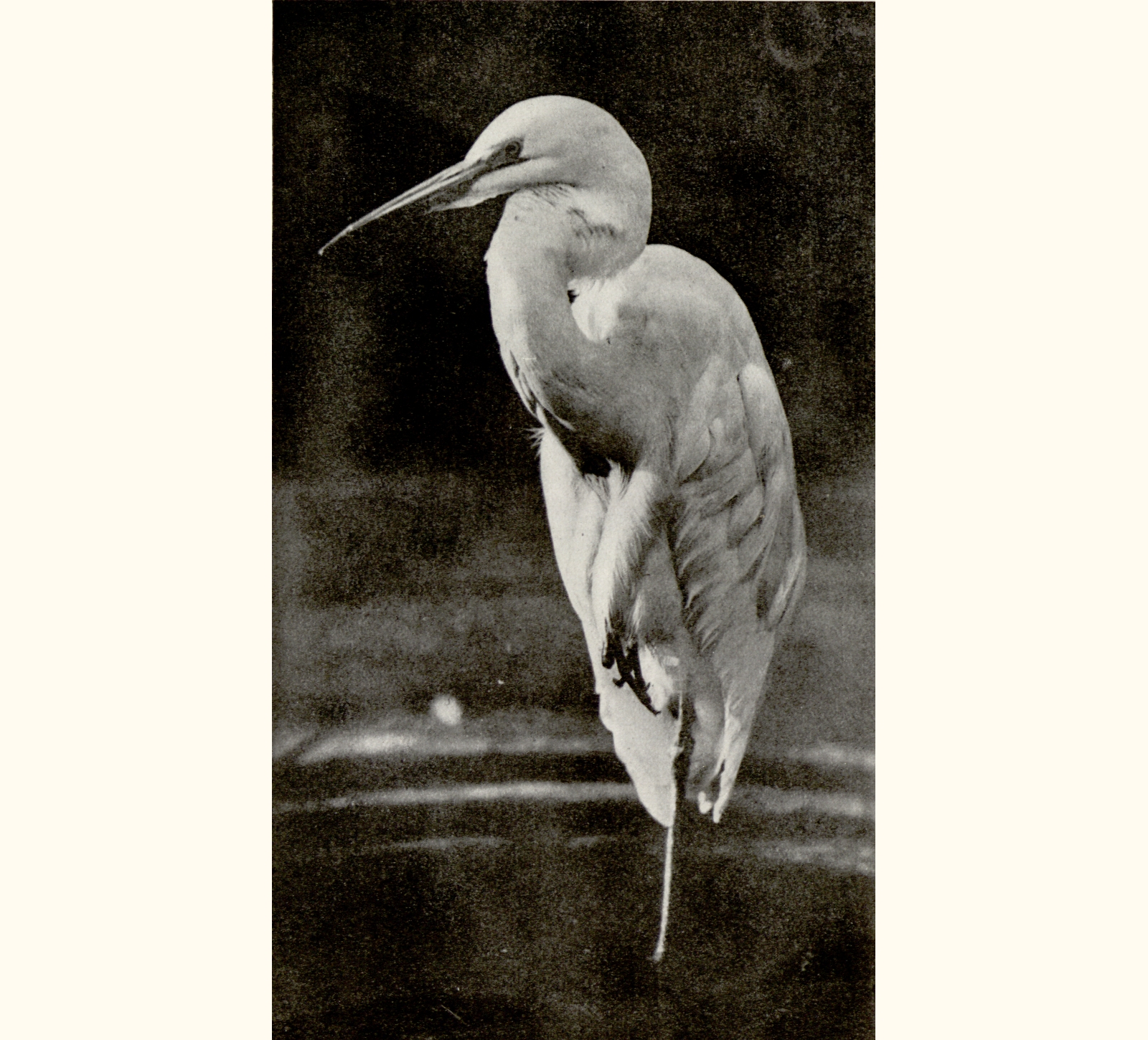1911 Fifty-sixth Annual Exhibition of the Royal Photographic Society of Great Britain