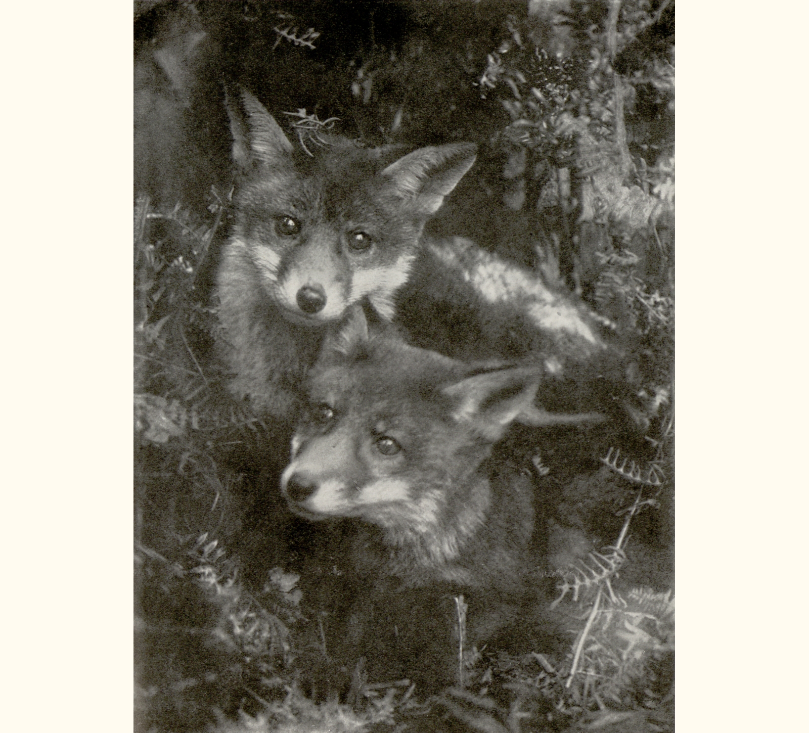 1911 Fifty-sixth Annual Exhibition of the Royal Photographic Society of Great Britain