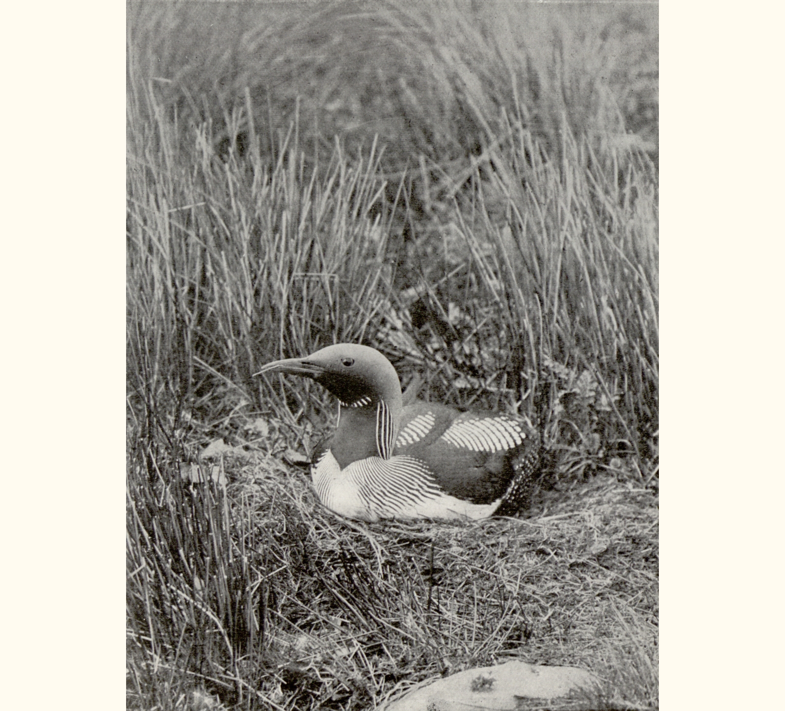 1912 Fifty-seventh Annual Exhibition of the Royal Photographic Society of Great Britain