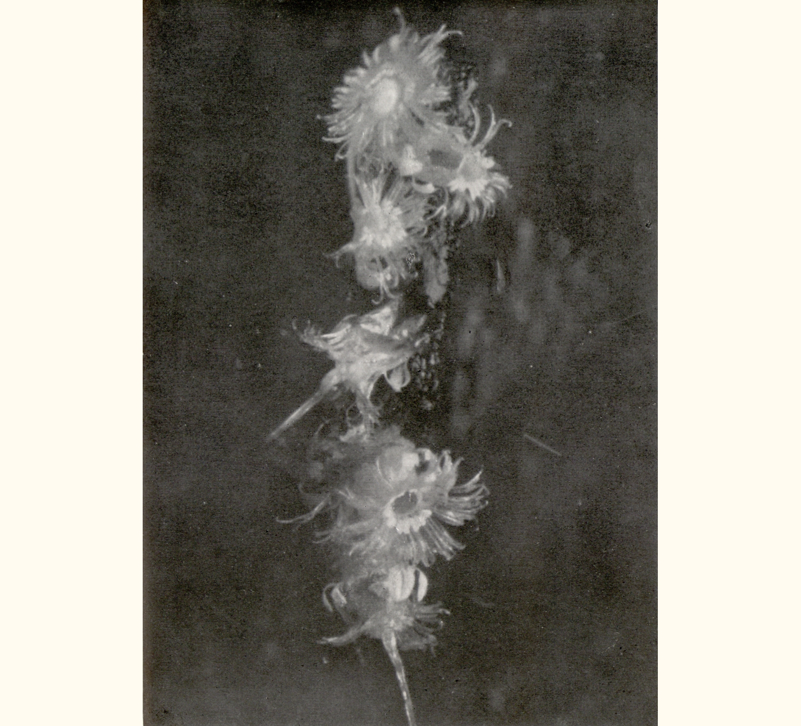 1913 Fifty-eighth Annual Exhibition of the Royal Photographic Society of Great Britain
