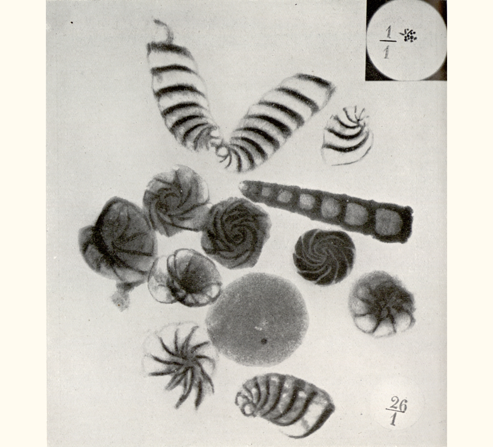 1913 Fifty-eighth Annual Exhibition of the Royal Photographic Society of Great Britain
