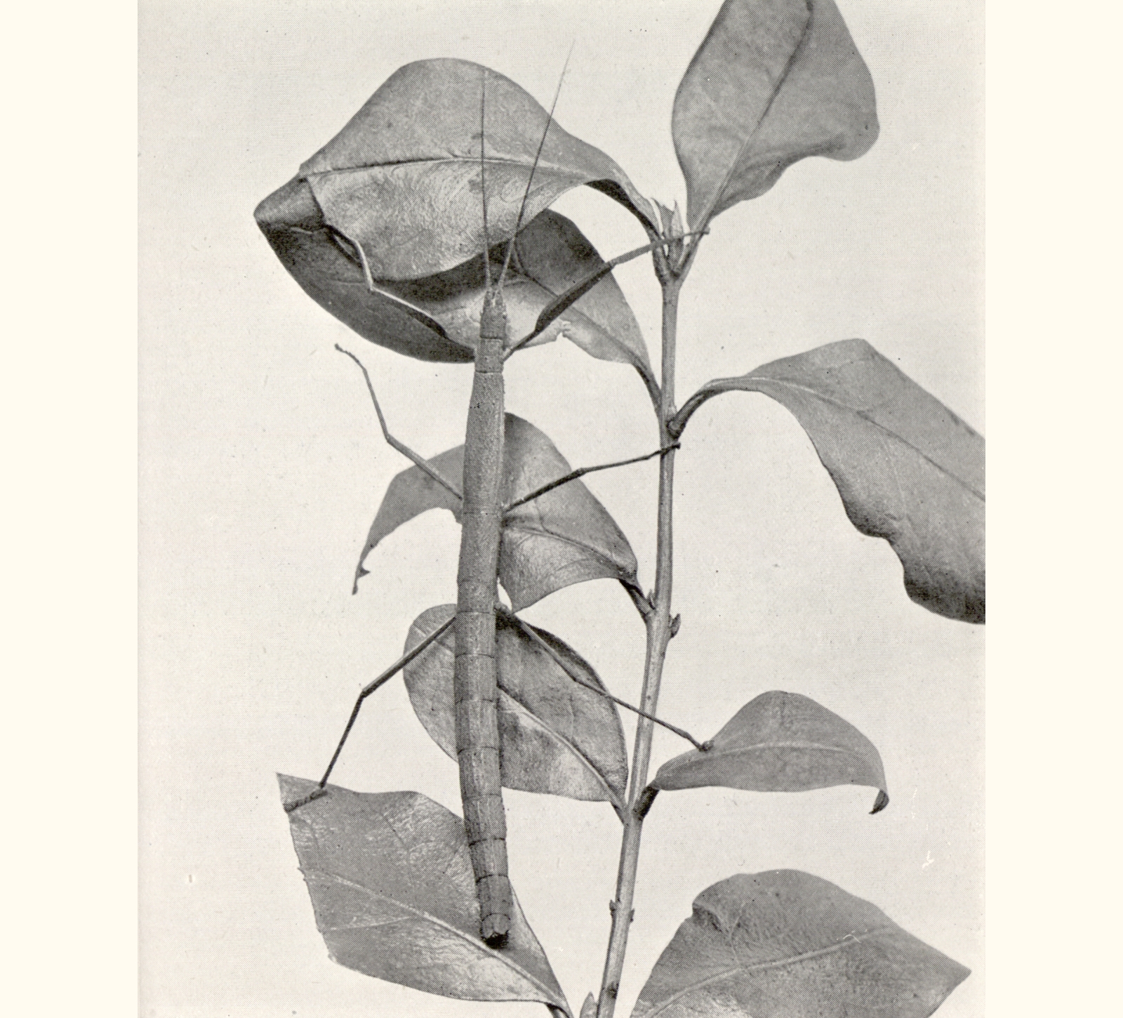 1913 Fifty-eighth Annual Exhibition of the Royal Photographic Society of Great Britain