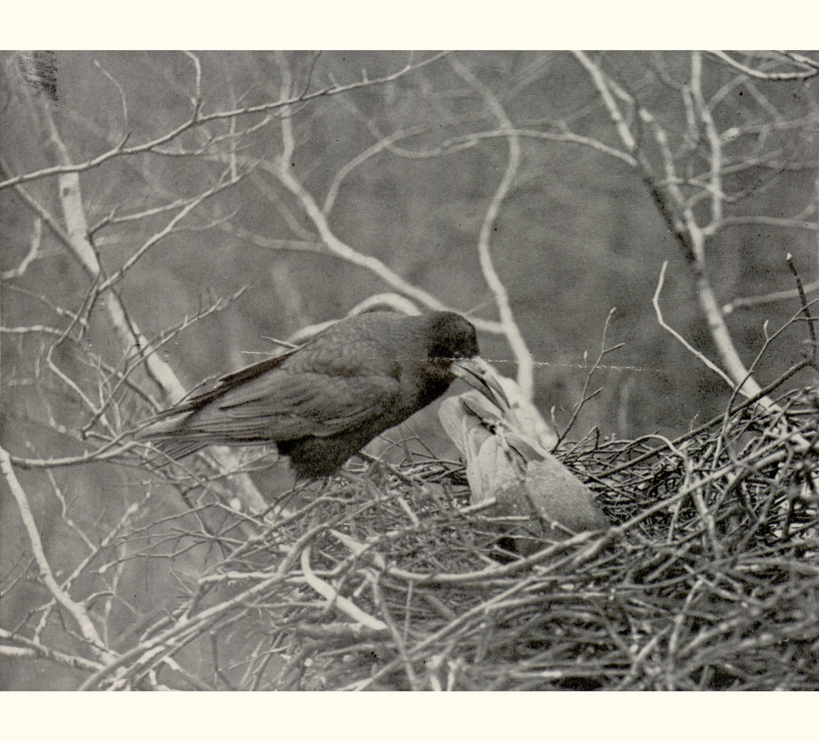 1914 Fifty-ninth Annual Exhibition of the Royal Photographic Society of Great Britain