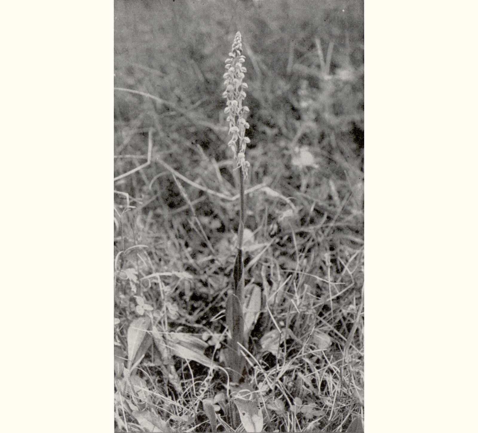 1914 Fifty-ninth Annual Exhibition of the Royal Photographic Society of Great Britain
