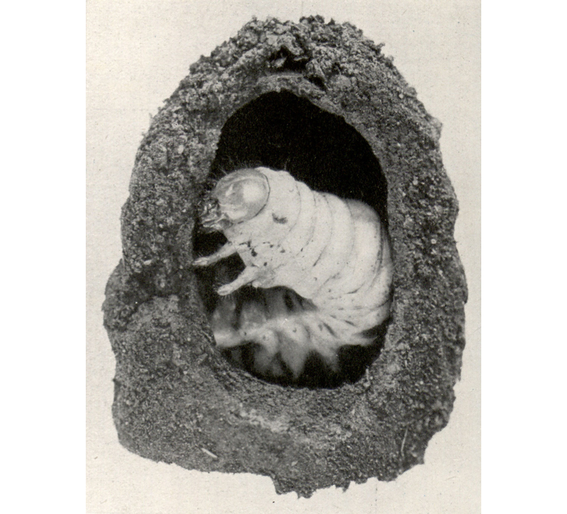 1915 Sixtieth Annual Exhibition of the Royal Photographic Society of Great Britain
