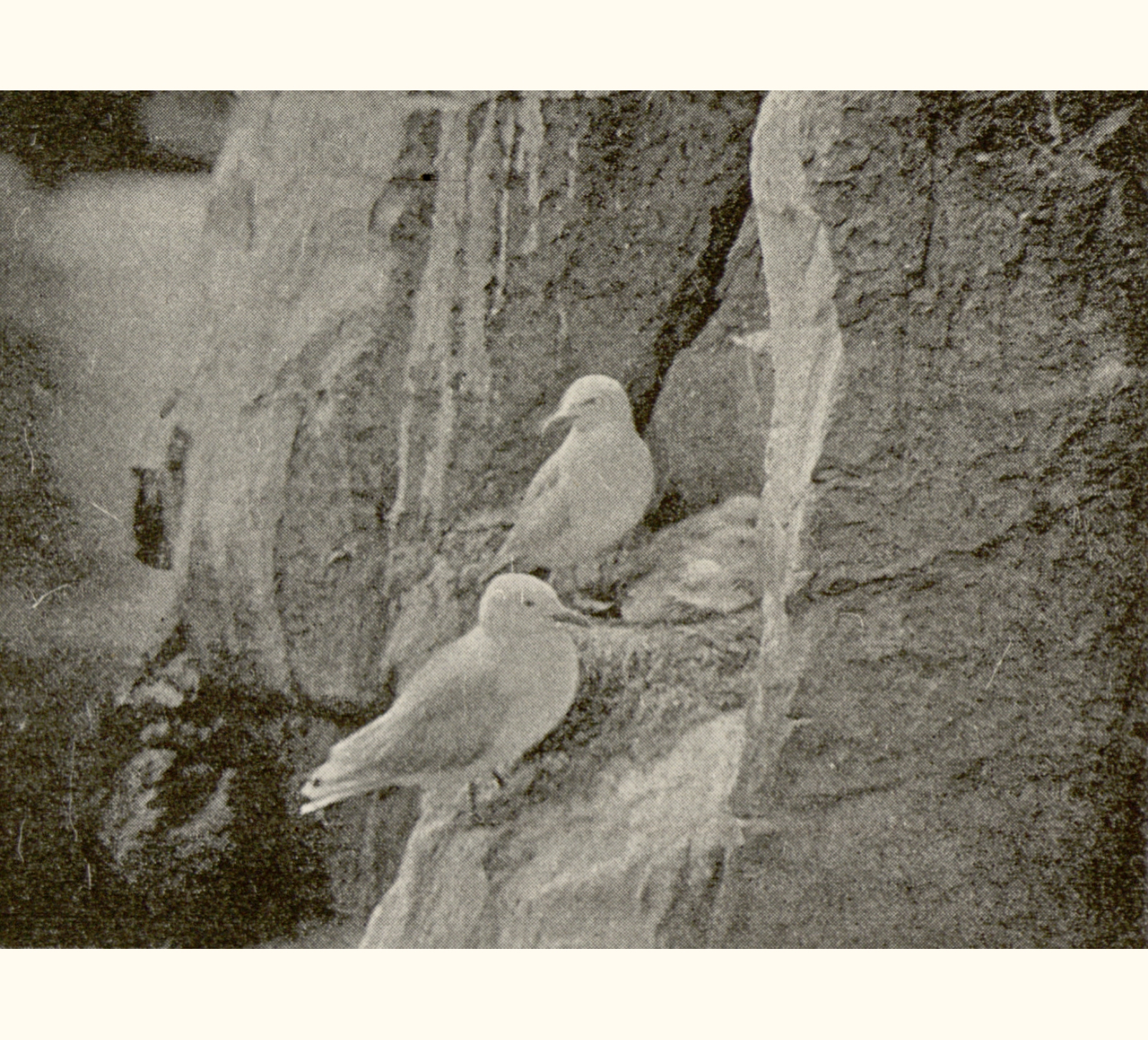 1895 Fortieth Annual Exhibition of the Royal Photographic Society