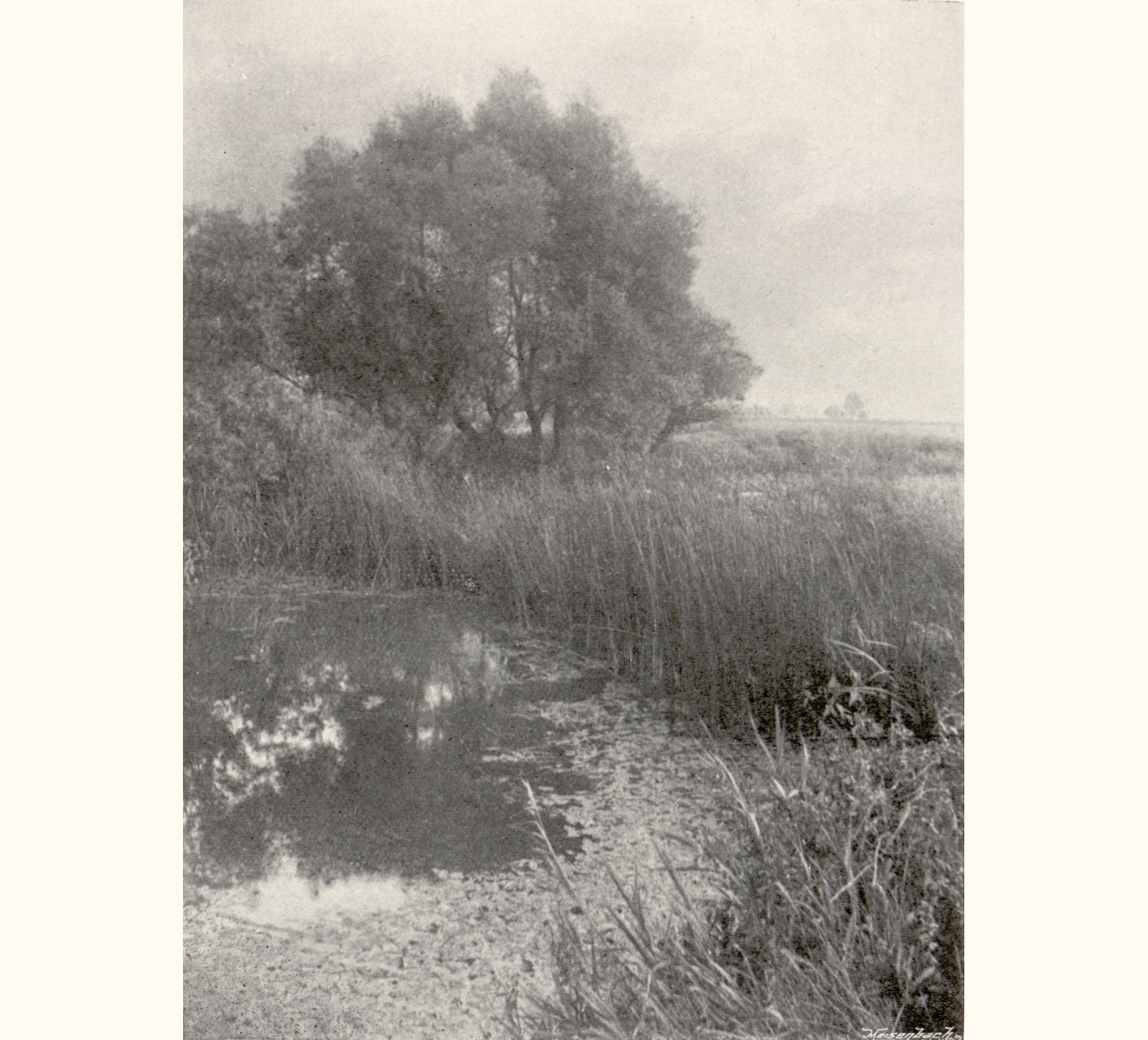 1896 Forty-first Annual Exhibition of the Royal Photographic Society