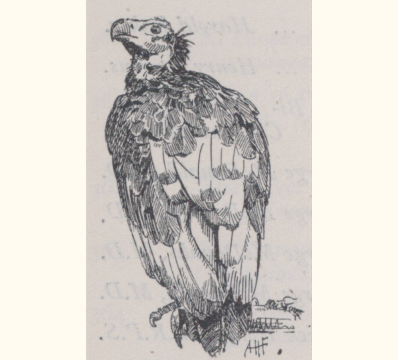 1897 Forty-second Annual Exhibition of the Royal Photographic Society
