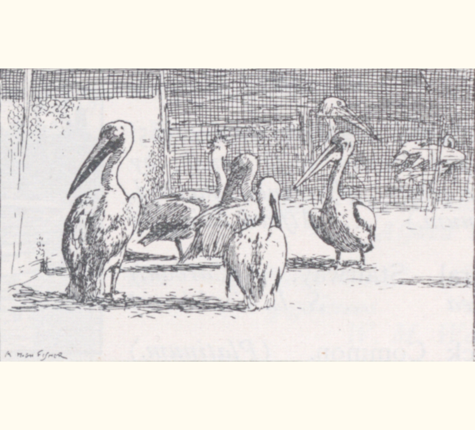 1899 Forty-fourth Annual Exhibition of the Royal Photographic Society