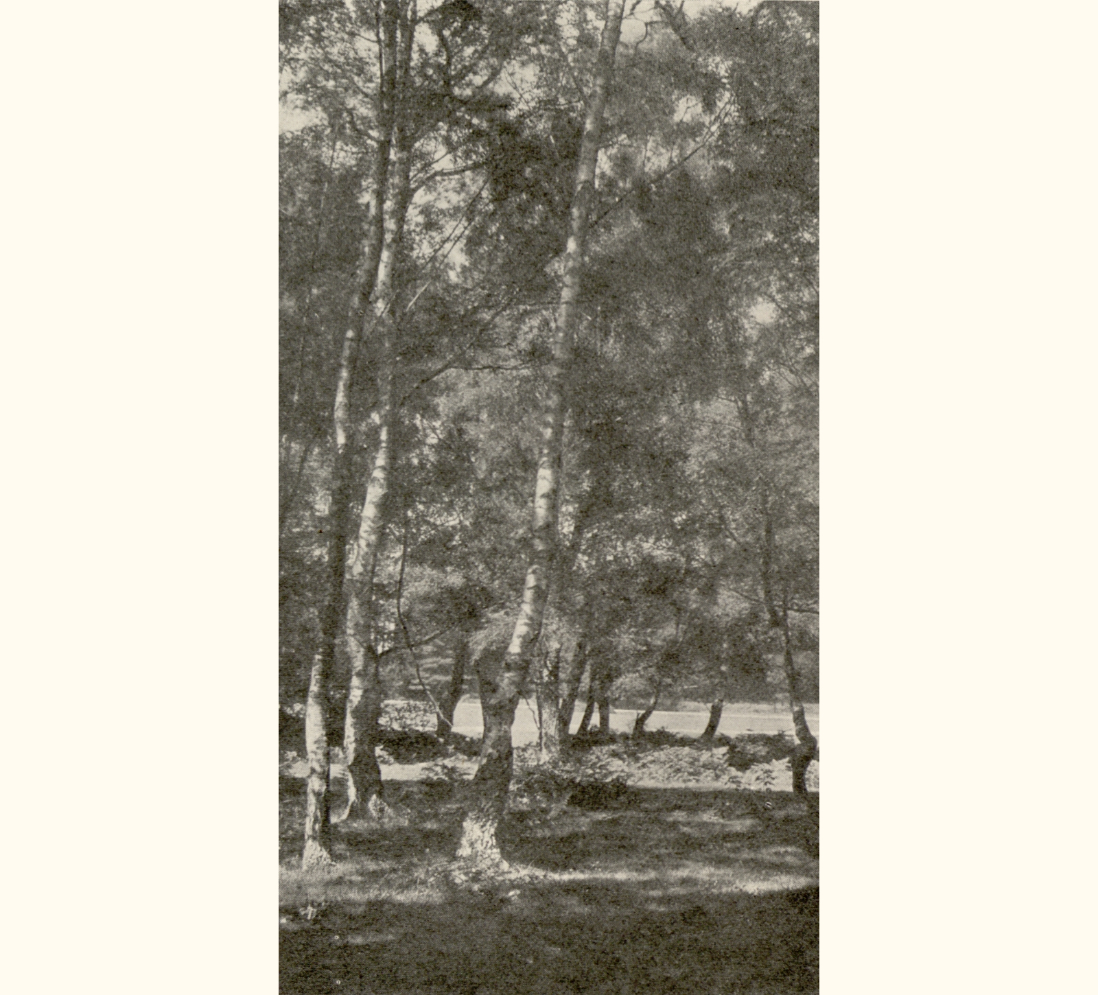1901 Forty-sixth Annual Exhibition of the Royal Photographic Society