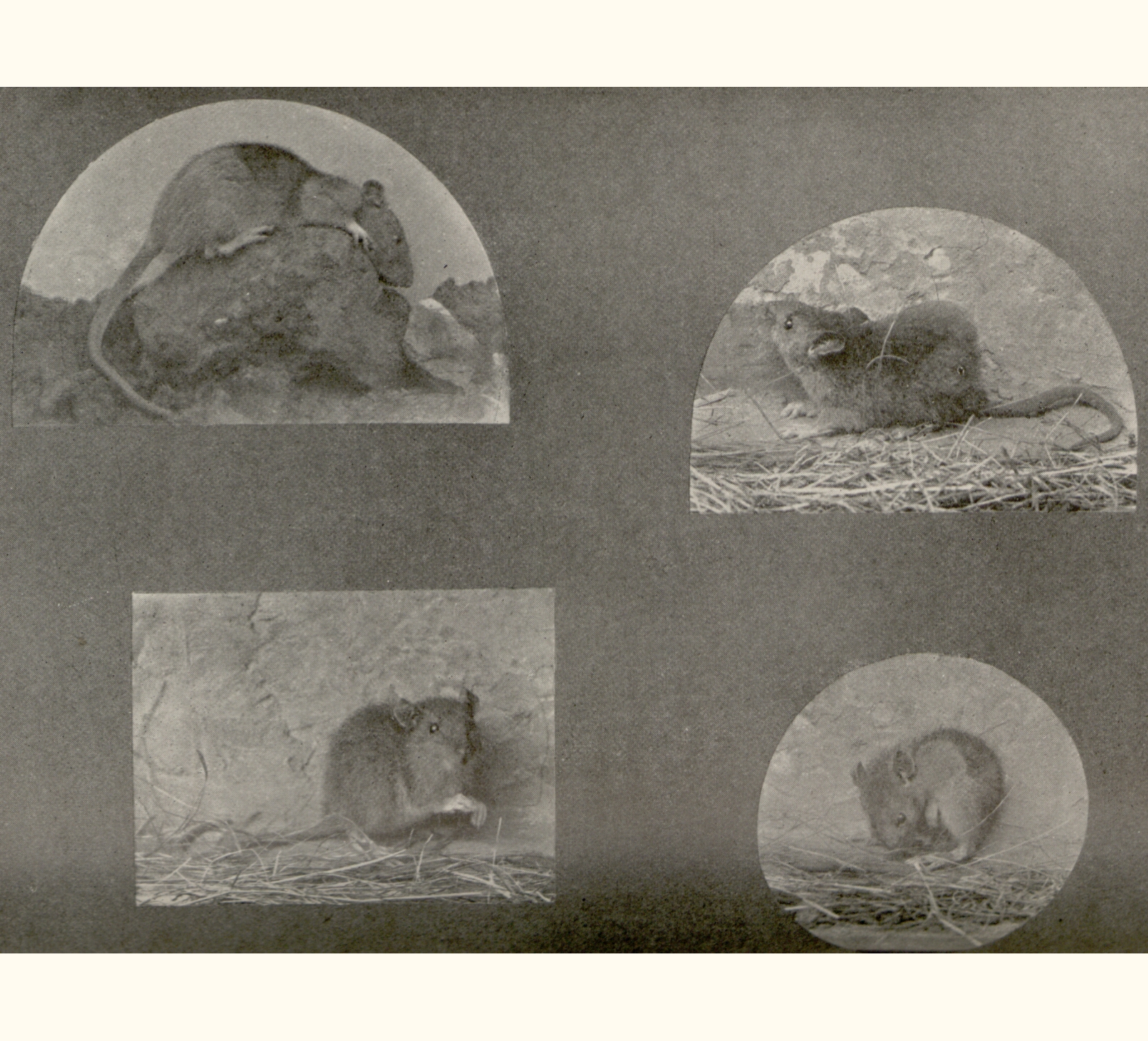 1901 Forty-sixth Annual Exhibition of the Royal Photographic Society