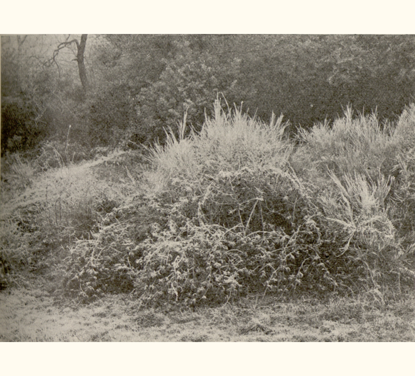 1901 Forty-sixth Annual Exhibition of the Royal Photographic Society
