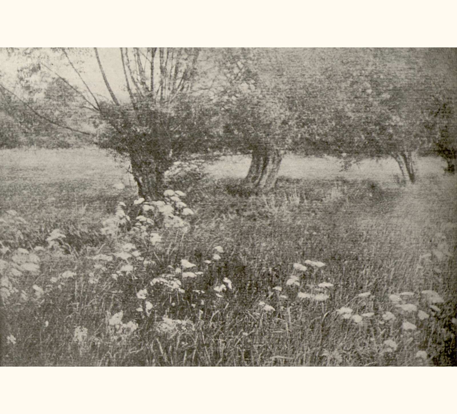 1901 Forty-sixth Annual Exhibition of the Royal Photographic Society