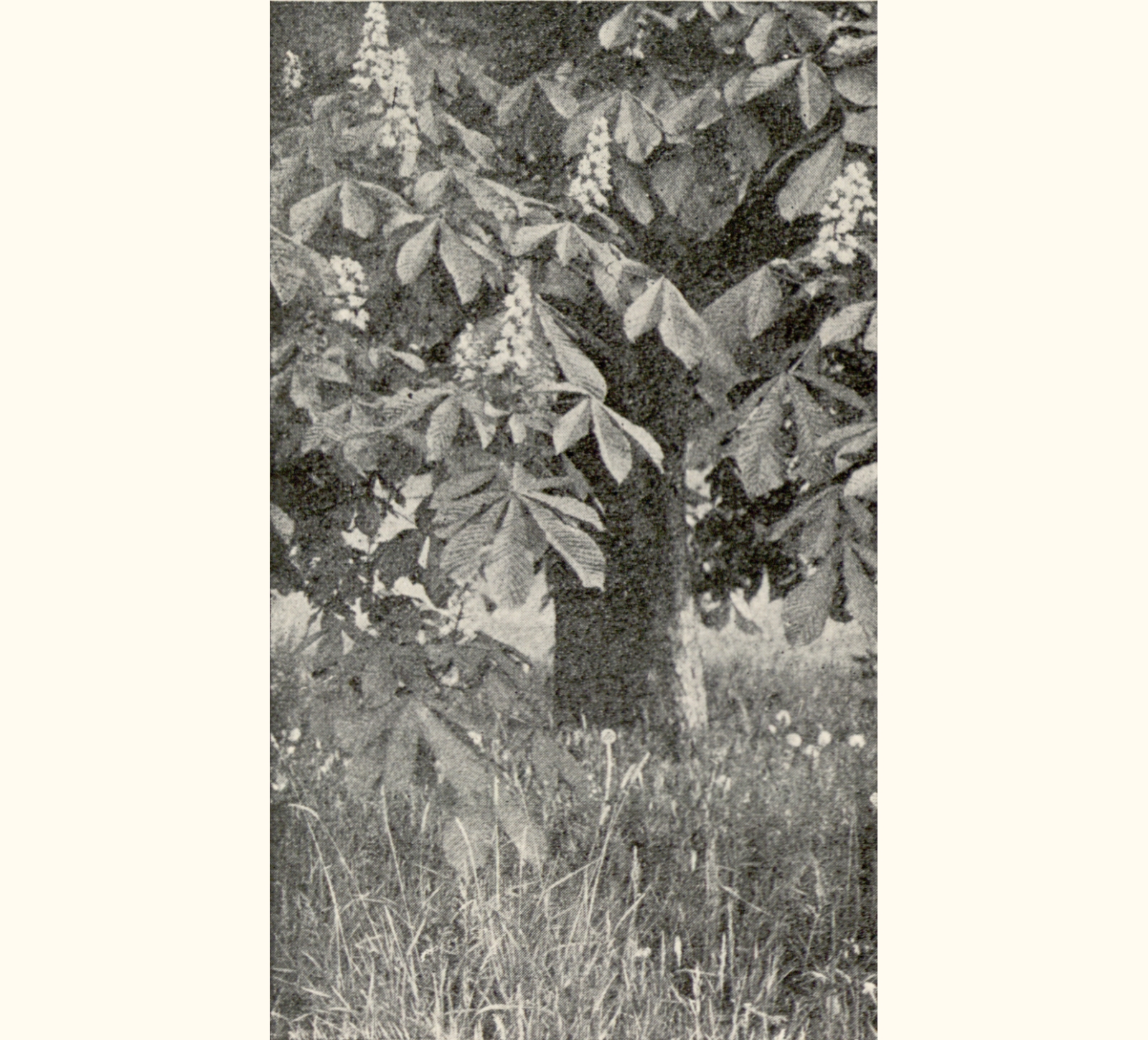 1902 Forty-seventh Annual Exhibition of the Royal Photographic Society of Great Britain