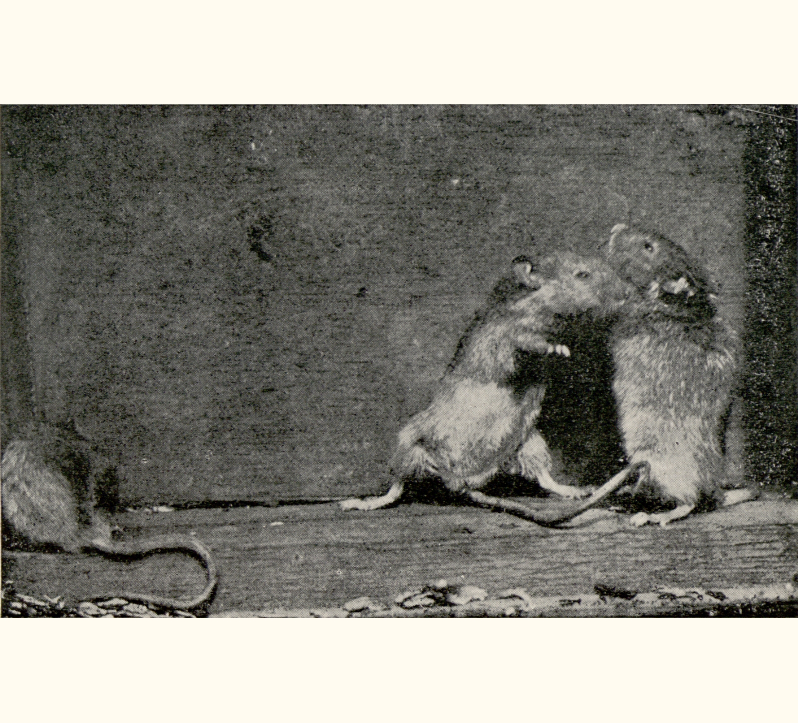 1902 Forty-seventh Annual Exhibition of the Royal Photographic Society of Great Britain