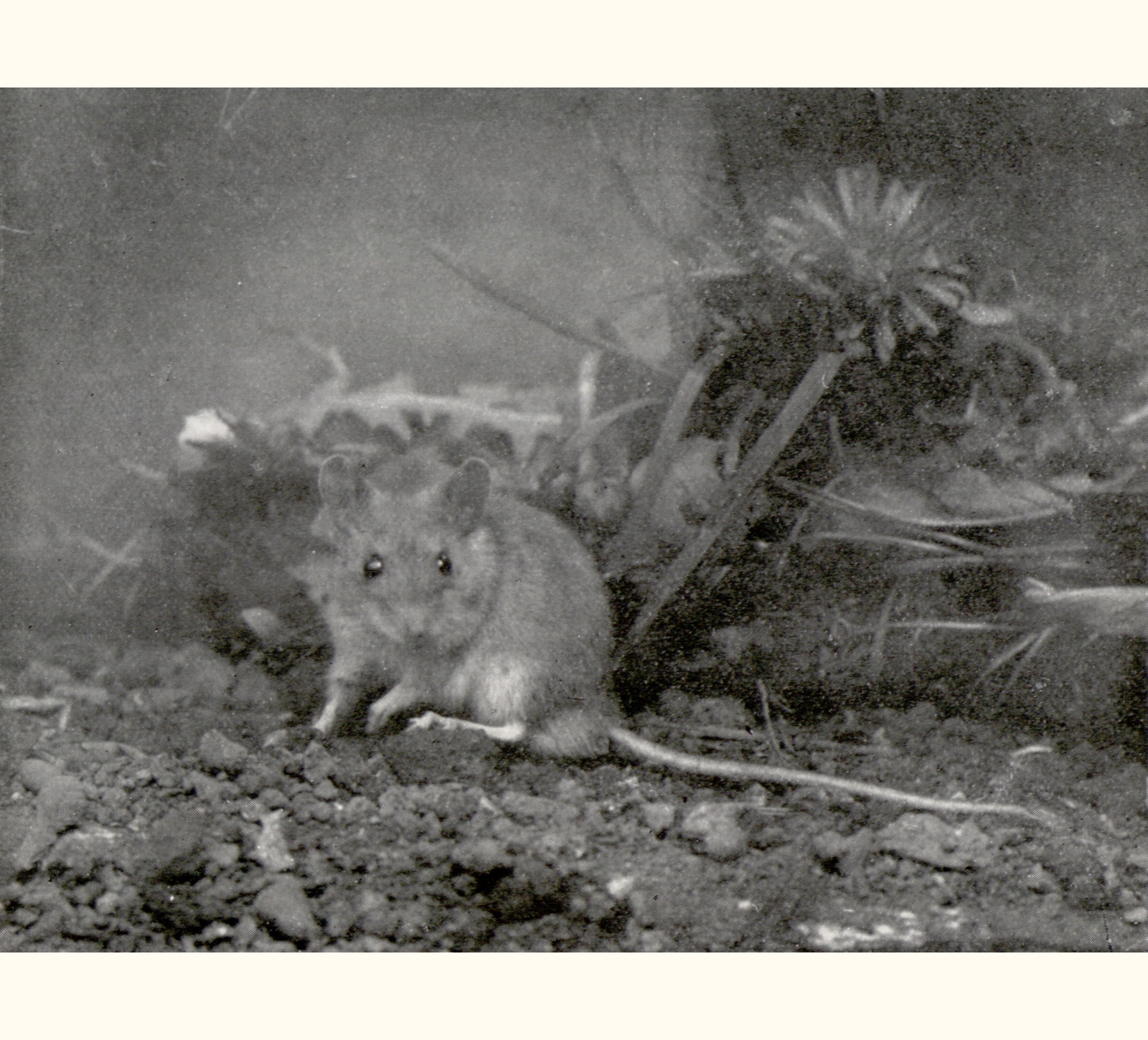 1904 Forty-ninth Annual Exhibition of the Royal Photographic Society of Great Britain