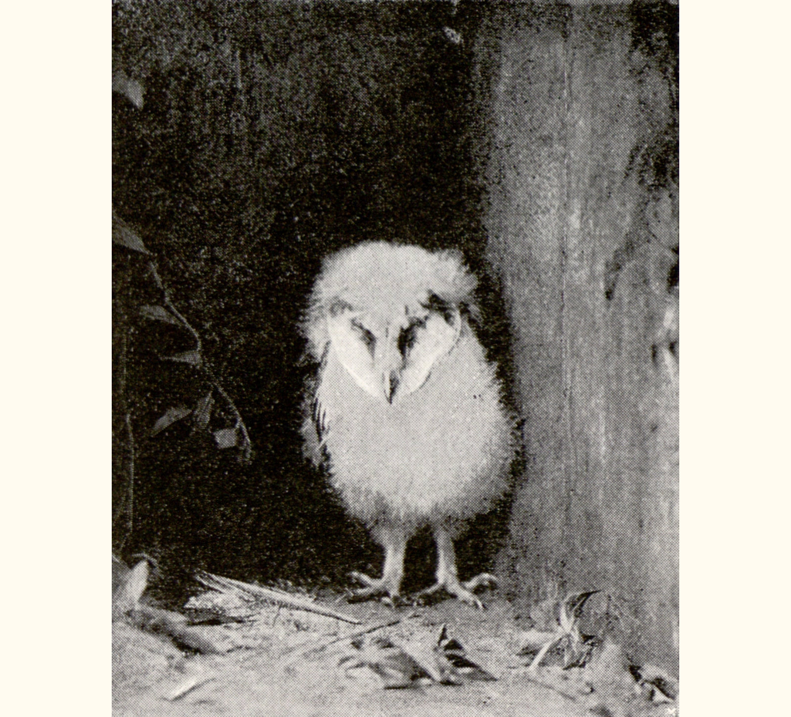 1896 Forty-first Annual Exhibition of the Royal Photographic Society