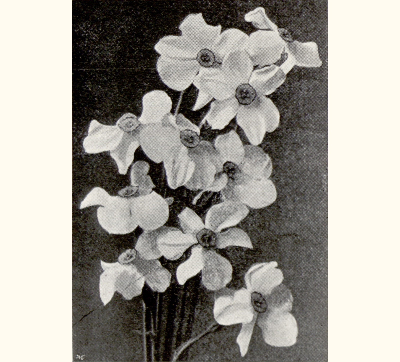 1896 Forty-first Annual Exhibition of the Royal Photographic Society