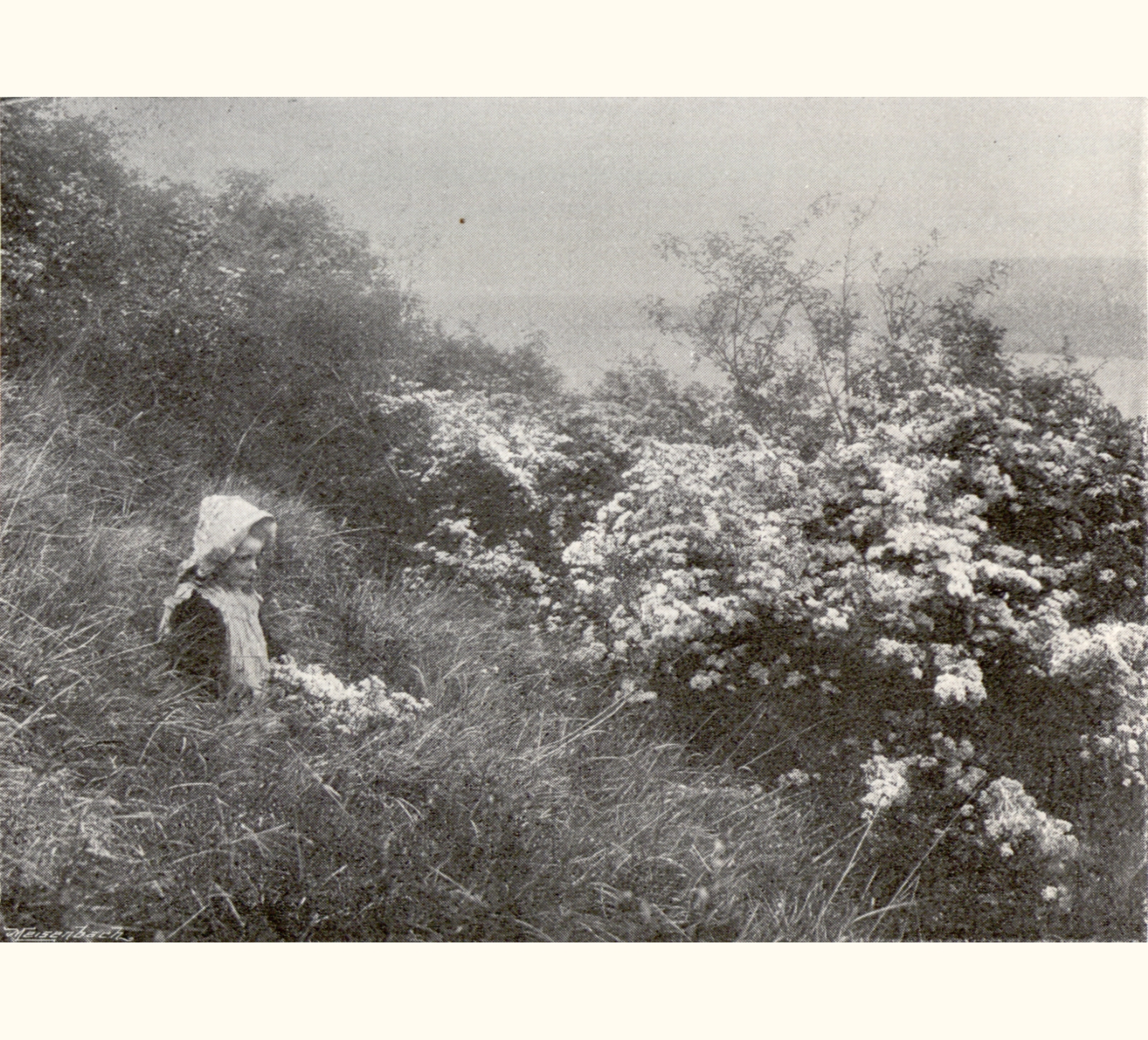 1896 Forty-first Annual Exhibition of the Royal Photographic Society