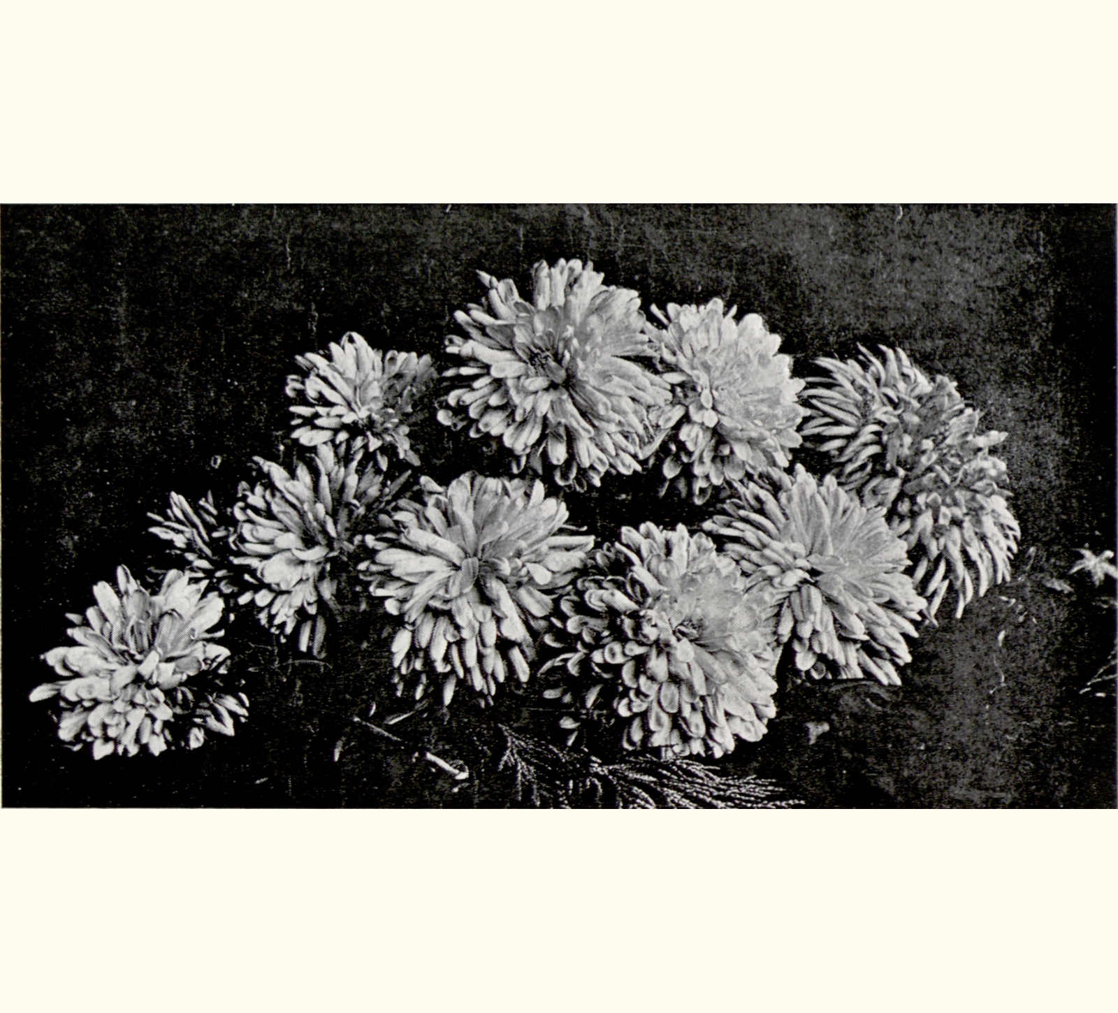 1898 Forty-third Annual Exhibition of the Royal Photographic Society
