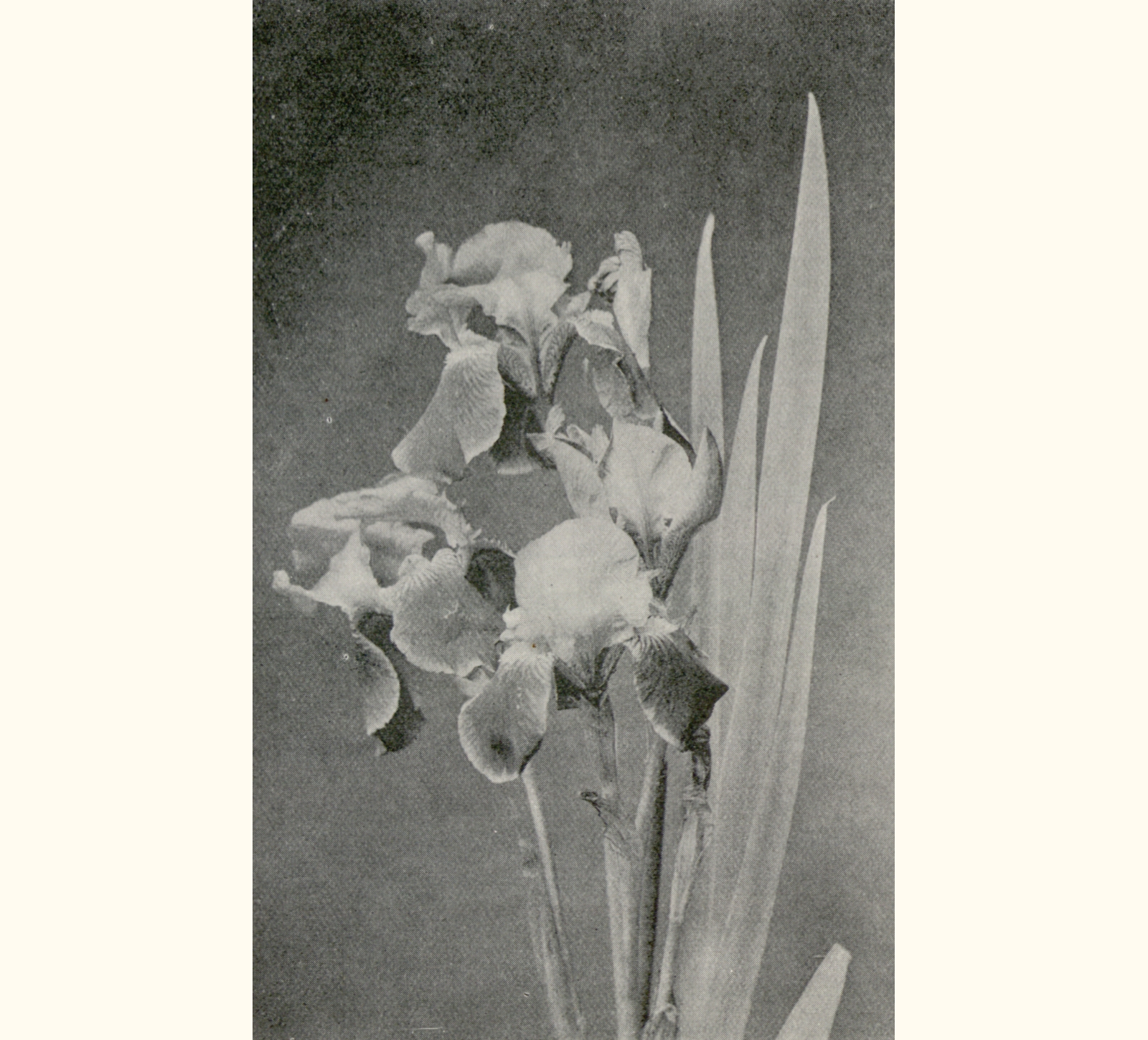 1899 Forty-fourth Annual Exhibition of the Royal Photographic Society