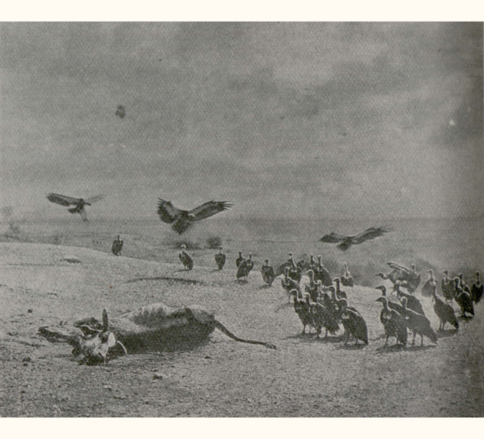 1899 Forty-fourth Annual Exhibition of the Royal Photographic Society