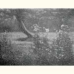 picture thumbnail