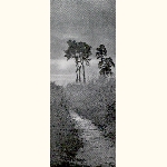picture thumbnail
