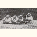 picture thumbnail