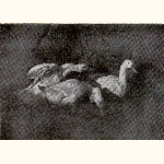 picture thumbnail