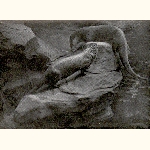 picture thumbnail