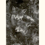 picture thumbnail