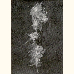 picture thumbnail