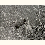 picture thumbnail