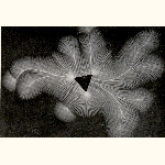 picture thumbnail