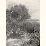 picture thumbnail