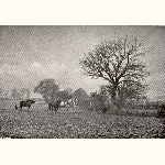 picture thumbnail