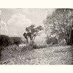 picture thumbnail