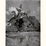 picture thumbnail