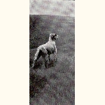 picture thumbnail
