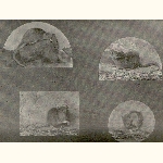 picture thumbnail
