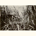 picture thumbnail