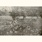 picture thumbnail
